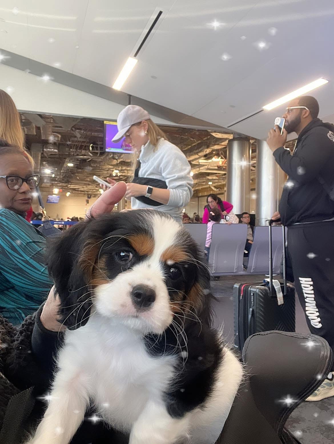 Cavalier puppy waiting in the airport gate area during the journey