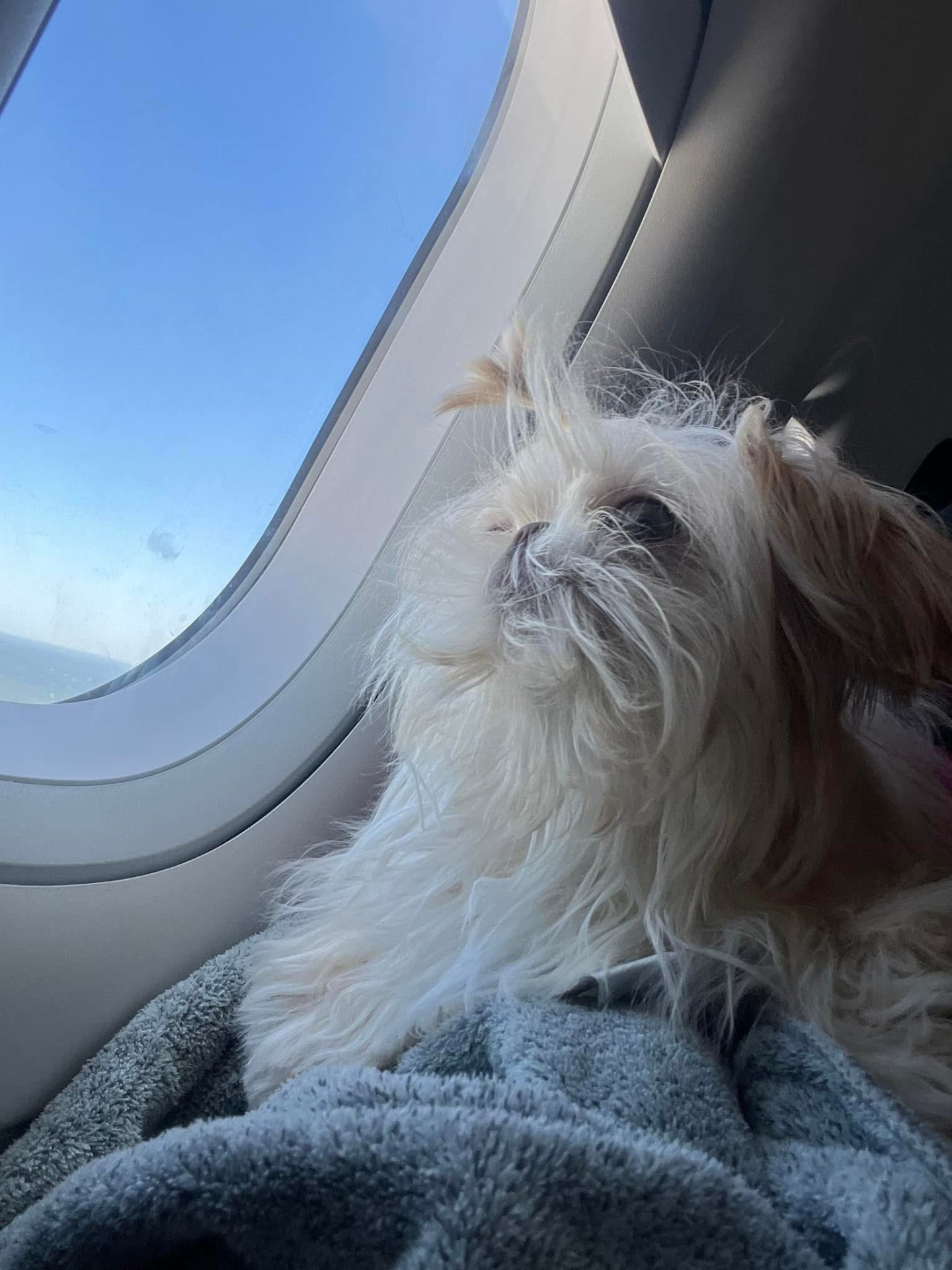 Small dog gazing out an airplane window mid-flight